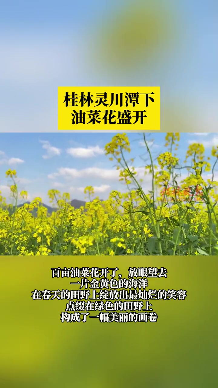 桂林灵川潭下油菜花盛开 桂林 灵川 潭下 油菜花