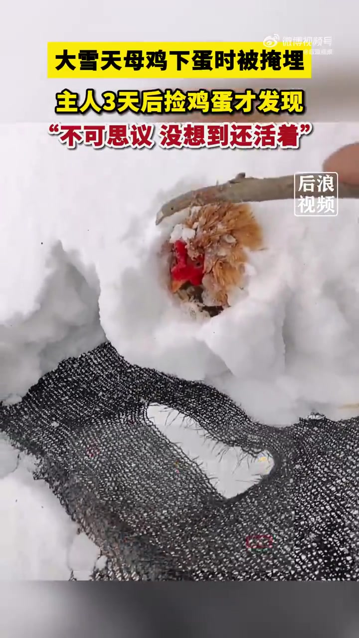 「鸡坚强!主人捡鸡蛋发现鸡被雪埋3天还活着」2月22日,湖北孝感。大雪天母鸡下蛋时被掩埋,