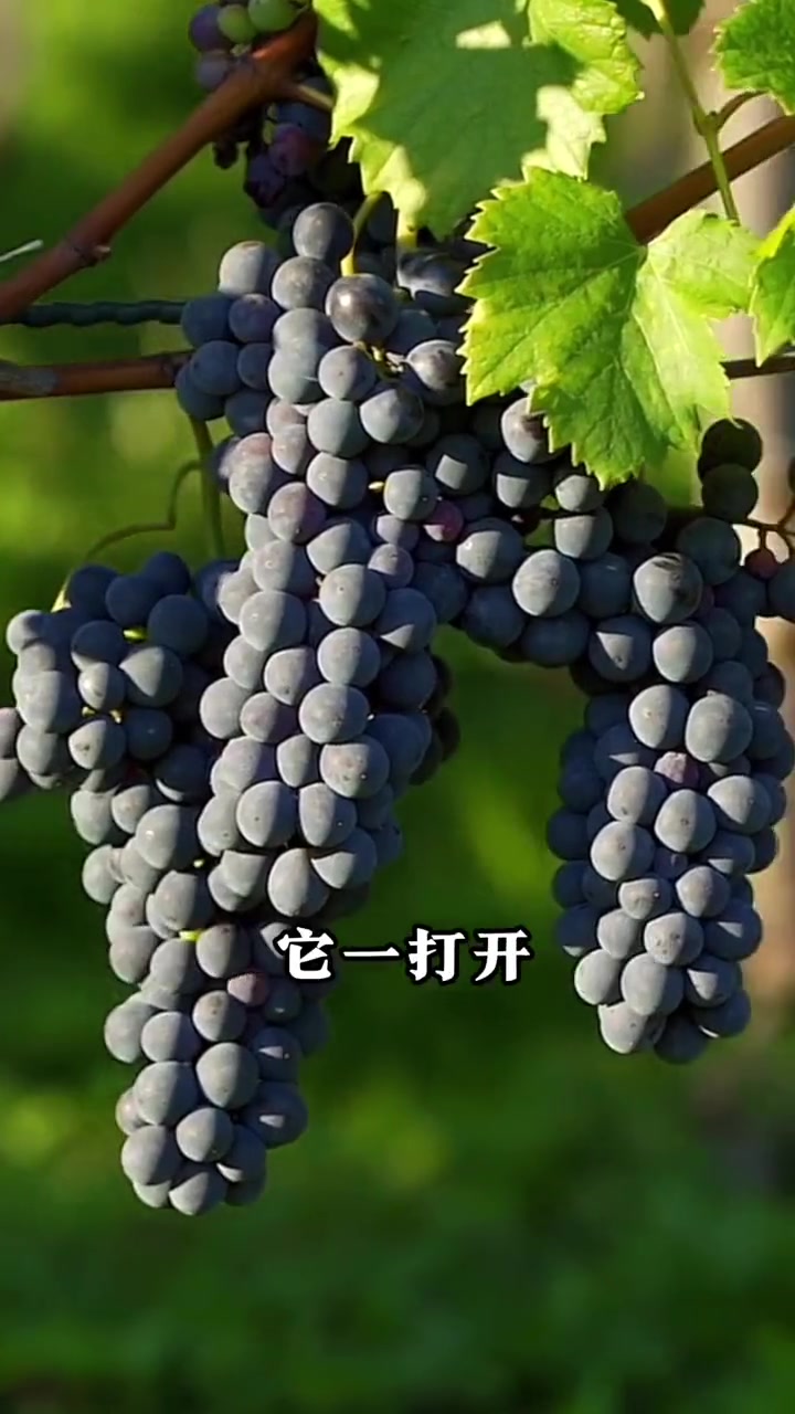 这个顶流产地的大酒受无数富豪名流追捧,你认识吗?好酒推荐 葡萄酒 in有好酒 品酒 以酒会