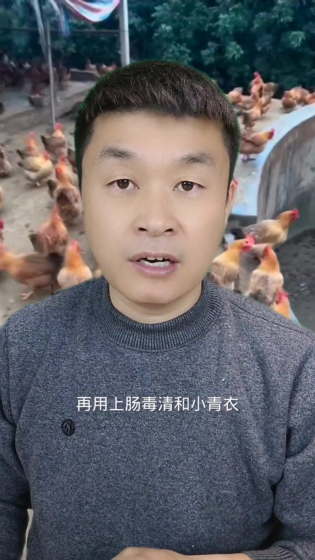 肠道都这样了,这鸡还怎么活?