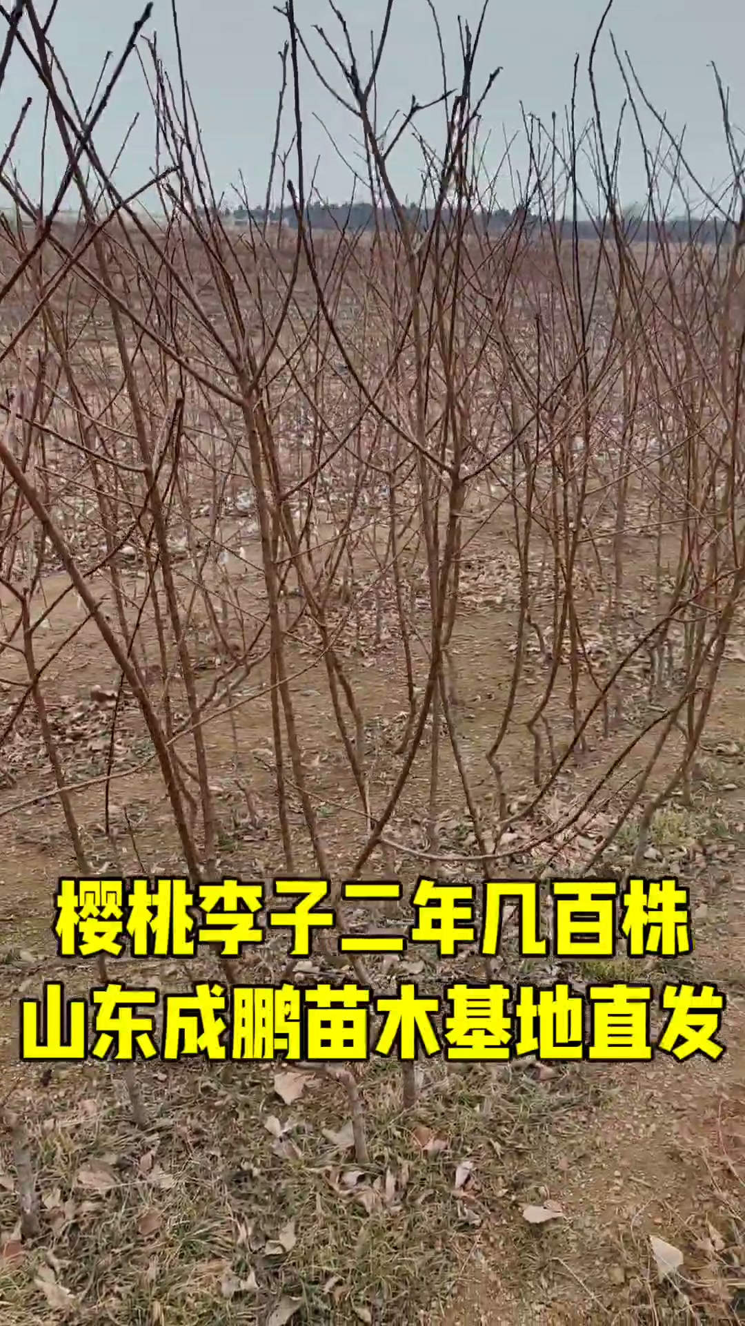 樱桃李子最新品种,李子一果难求收购价格30一斤