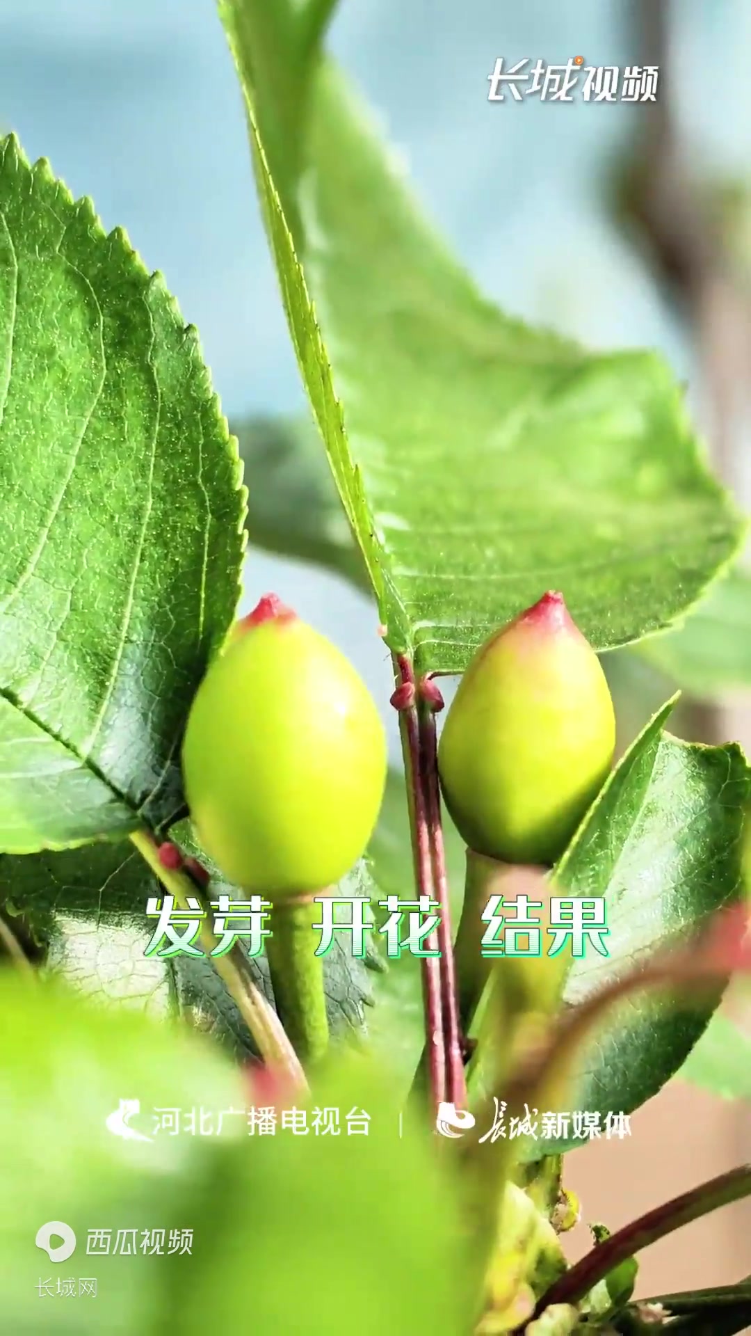 百姓看联播丨山海关大樱桃的“先”与“鲜”