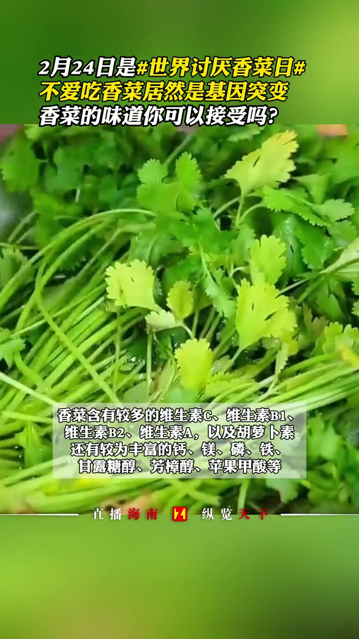 2月24日是 世界讨厌香菜日,不爱吃香菜居然是基因突变,香菜的味道你可以接受吗?香菜 香菜