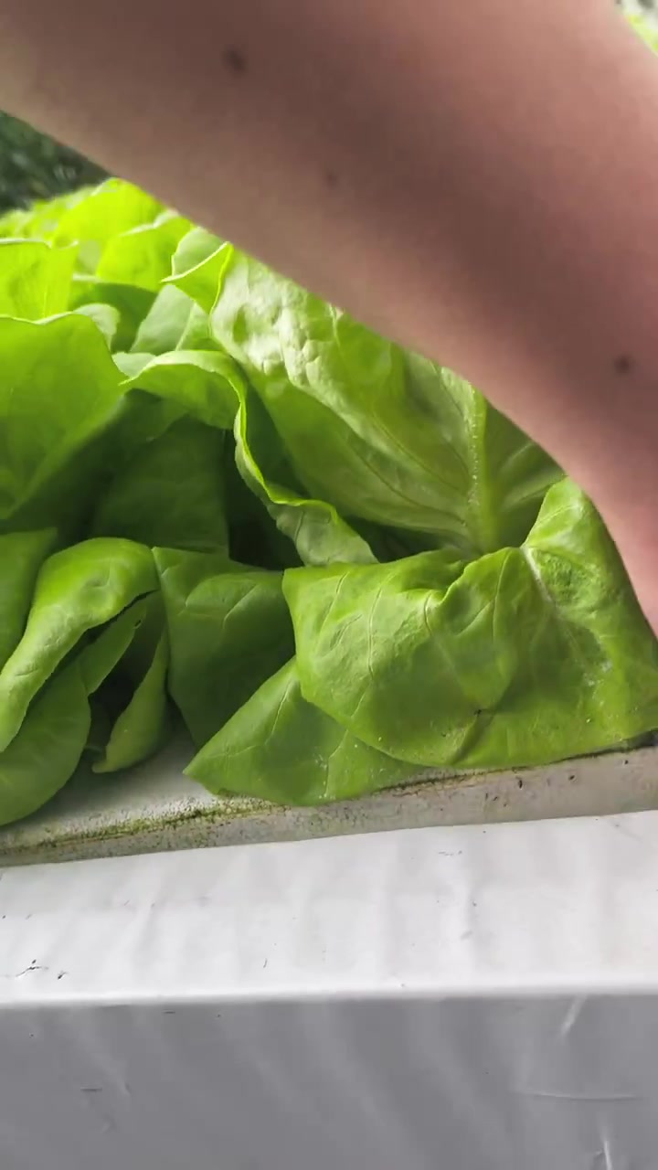 大棚种植新选择-水培蔬菜