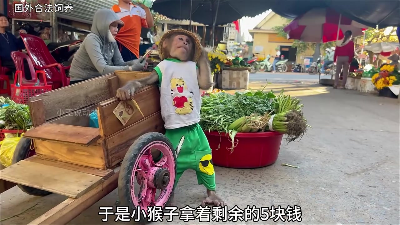 第250集|小猴子跟小羊去摘辣椒摆摊卖,赚钱给小羊买豆角,还给妈妈买包