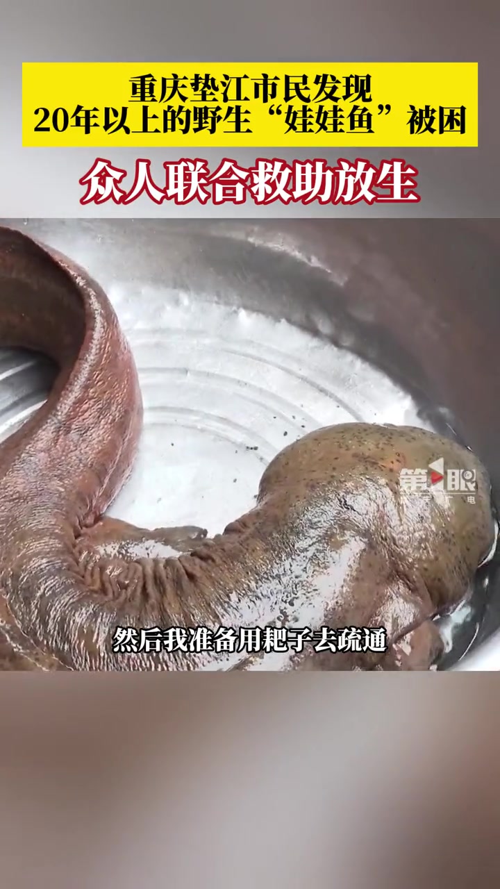 2月24日,重庆垫江市民发现20年以上的野生娃娃鱼被困,鱼体长约1.1米,重约20斤,如此