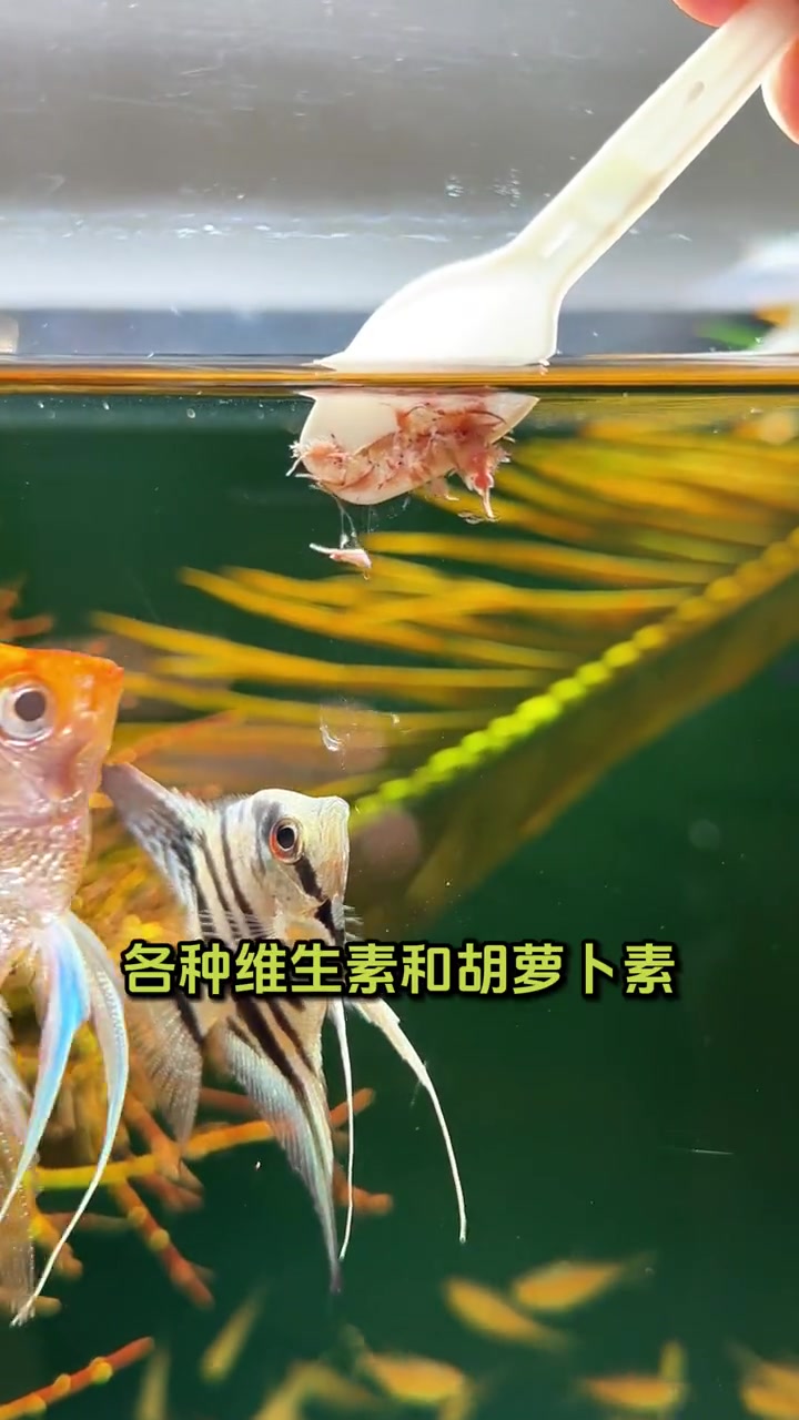 保鲜丰年虾,不孵化不冷冻,直接喂食!真心方便!适合各种小型鱼!观赏鱼 喂鱼 丰年虾 养鱼日