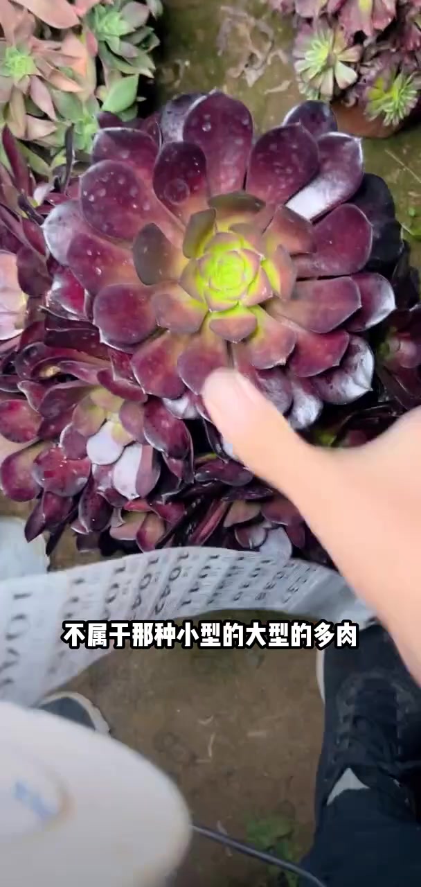 家人们冲啊!买它买它!多肉植物莲花掌系列舞天姬大老桩