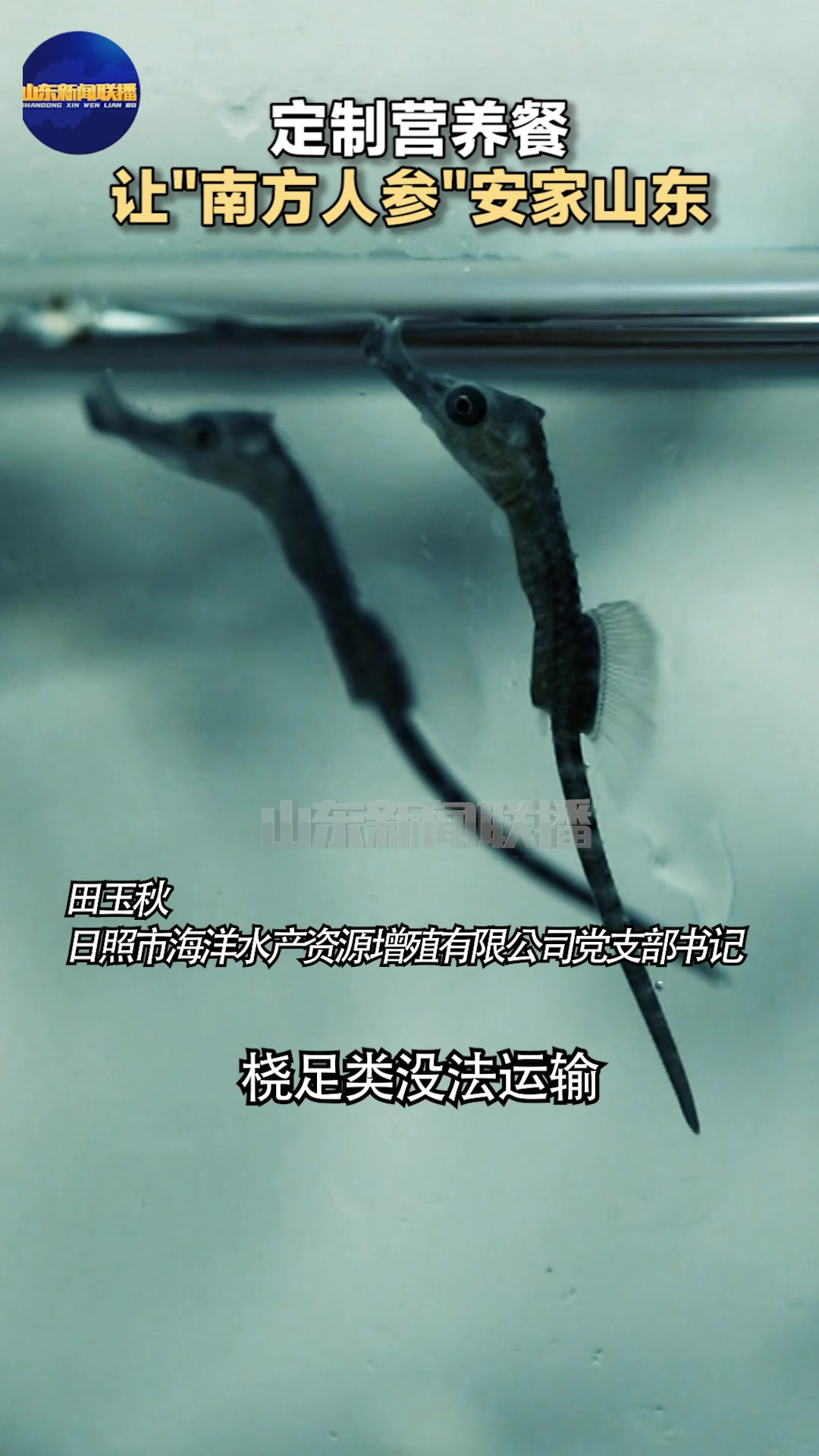 定制营养餐 让“南方人参”安家山东