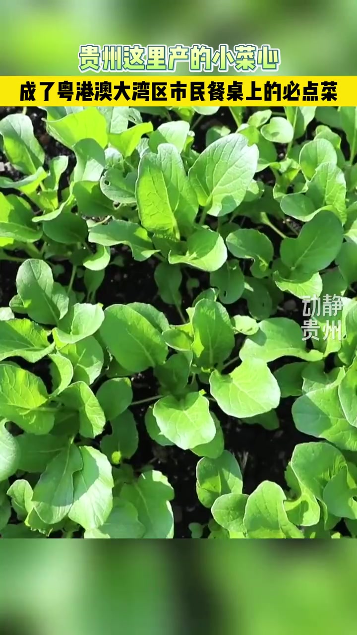 贵州安龙小菜心,成了粤港澳大湾区市民餐桌上的必点菜。来源:安龙县融媒体中心
