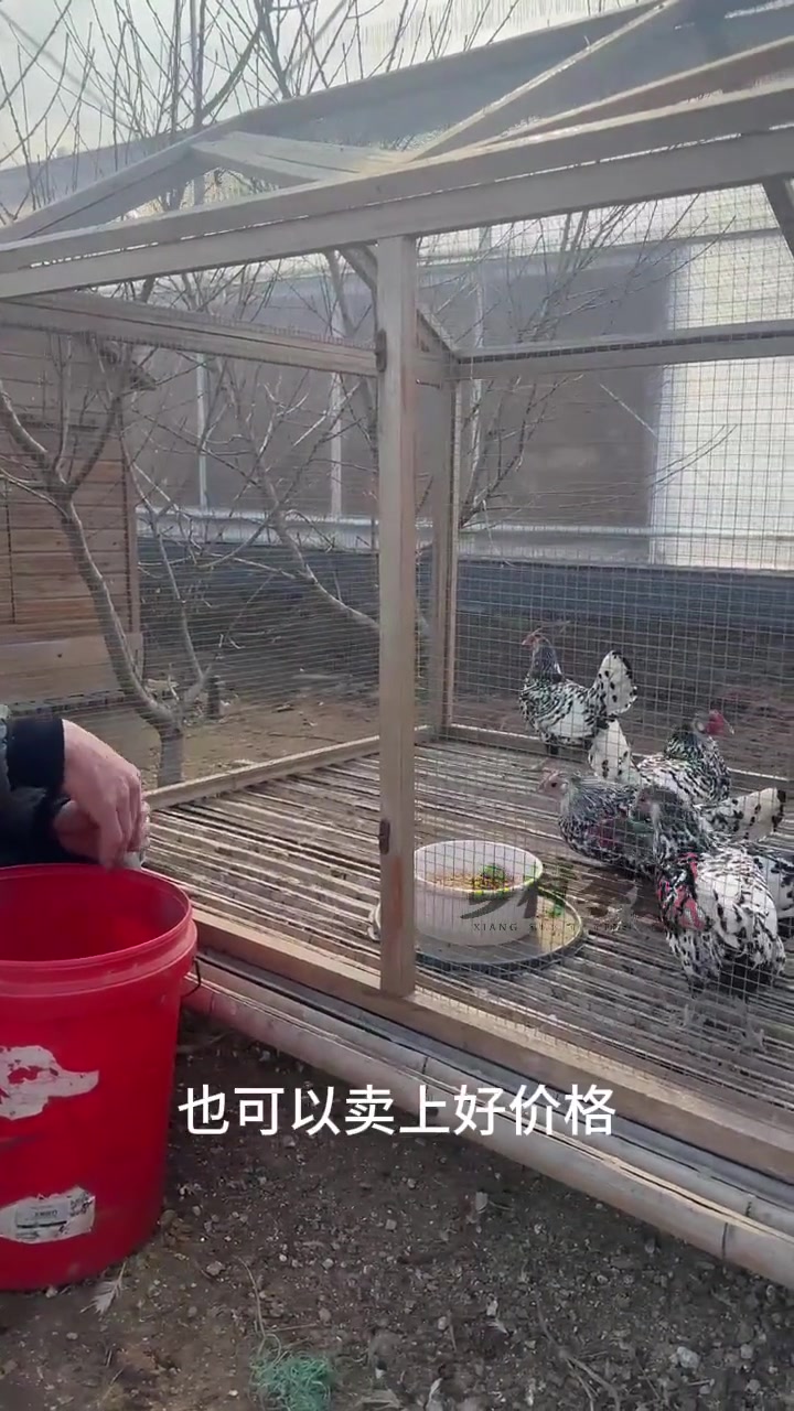 硕士返乡创业,注重搜集全国各地特殊性状家禽品种。李国敬养殖的观赏鸡,很受市场欢迎。观赏鸡