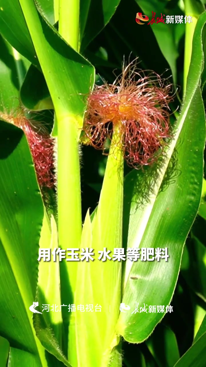 邯郸曲周:生态蛋鸡孵出“金元宝”