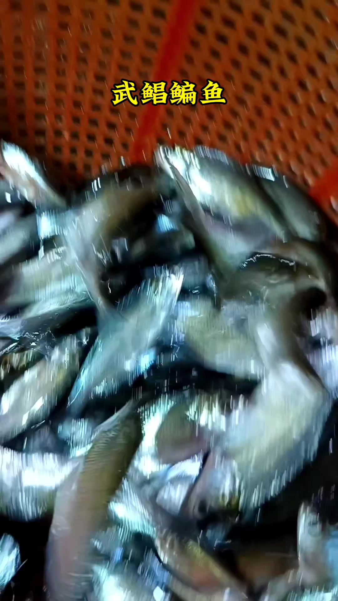 武昌鳊鱼苗三角鲂鱼苗边鱼苗团头鲂鱼苗