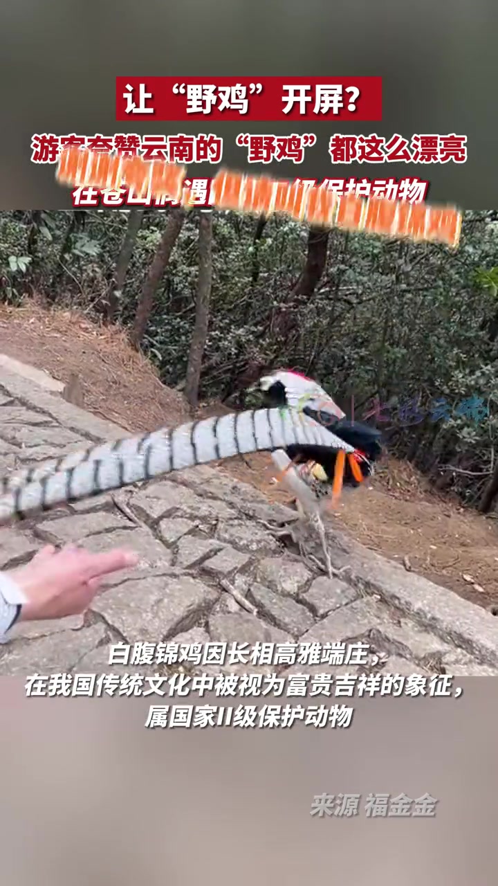 云南,你不愧是动物王国呀!“野鸡”都这么漂亮!有一种叫云南的生活 遇见云南 最美中国
