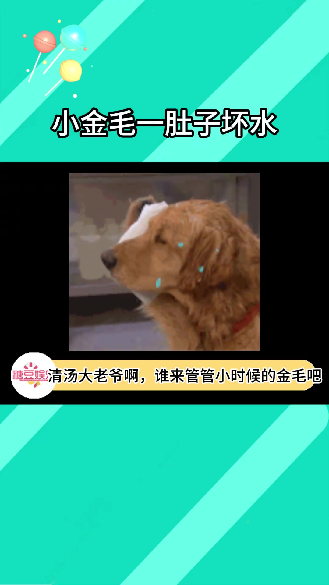 什么意思!小德只能喝小鸡毛的洗脚水!?小德牧你就惯着它吧!小狗狗能有什么坏心思 狗子的迷惑