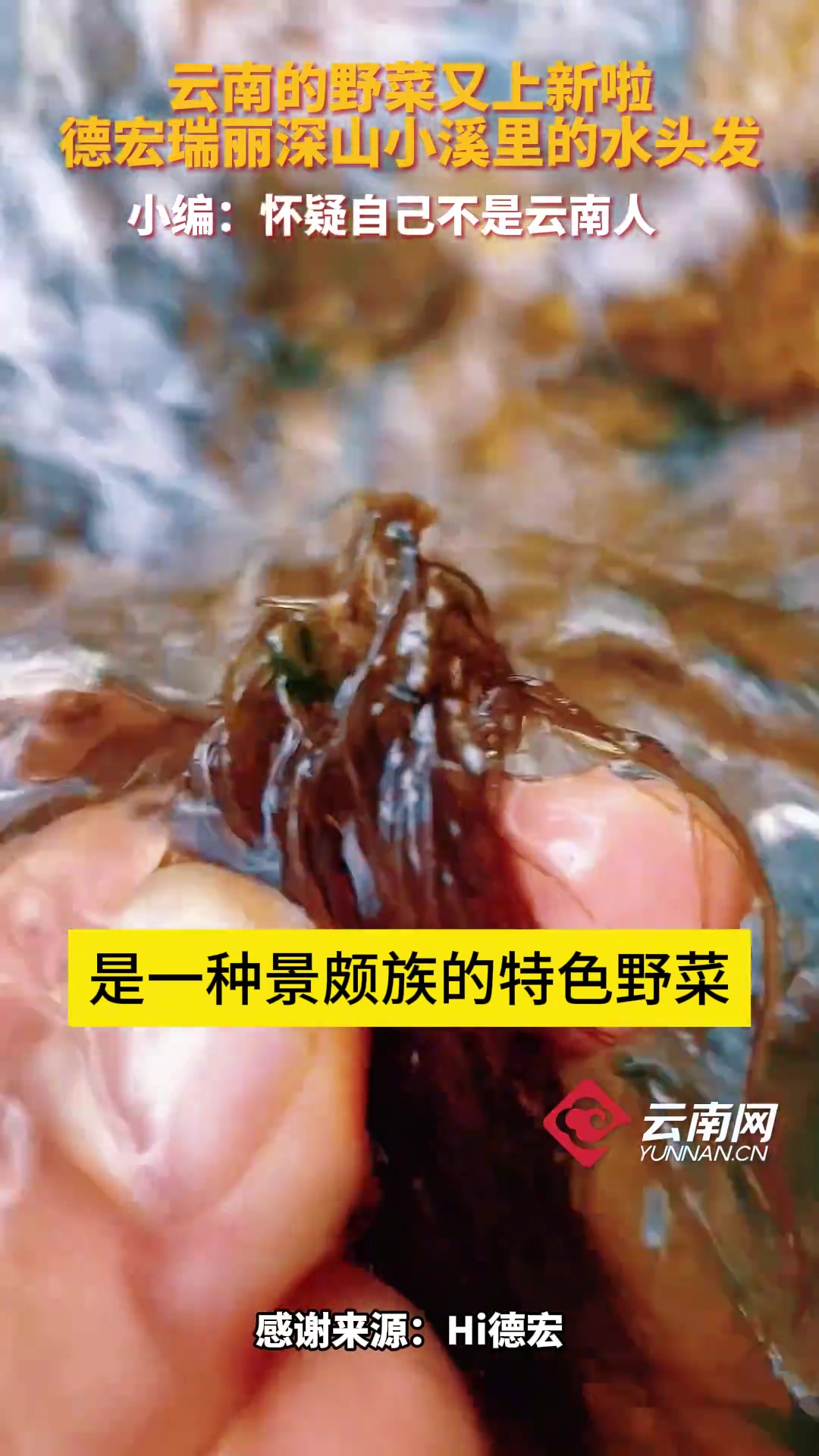 云南野菜上新啦!德宏瑞丽深山小溪里的水头发味道鲜美,小编:怀疑自己不是云南人!有一种叫云南