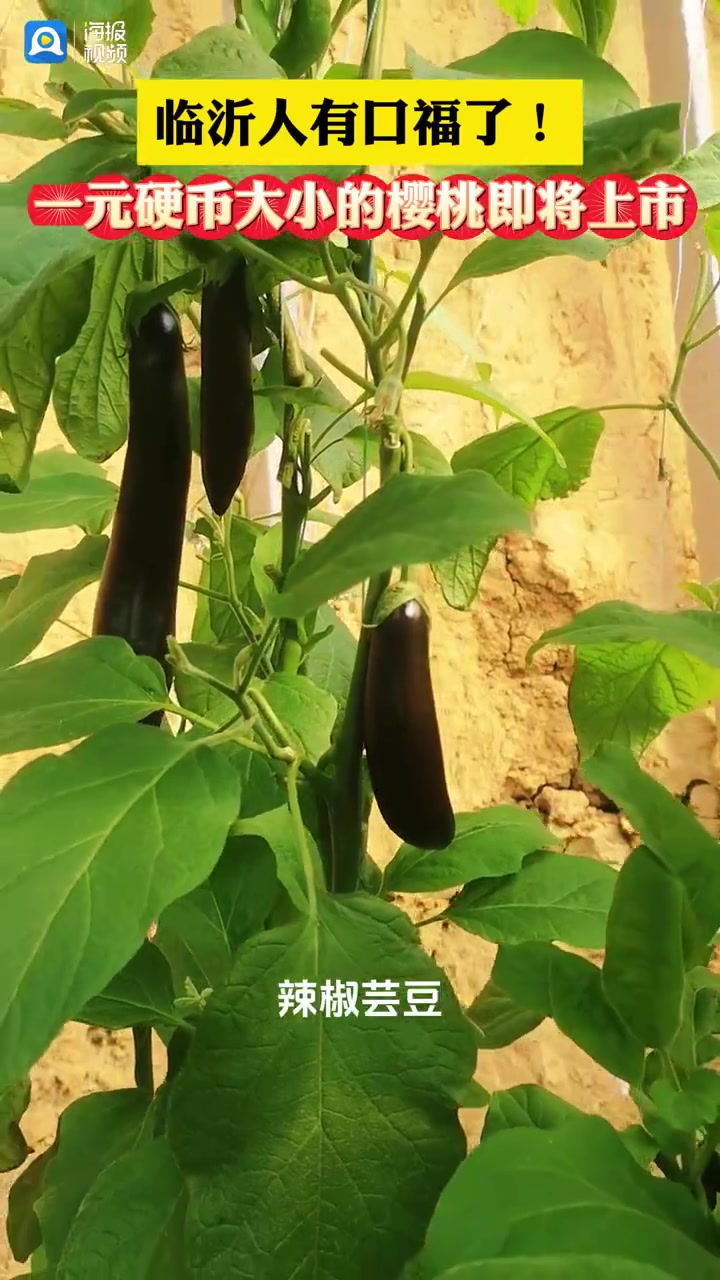 春果第一枝!临沂本地产樱桃即将上市