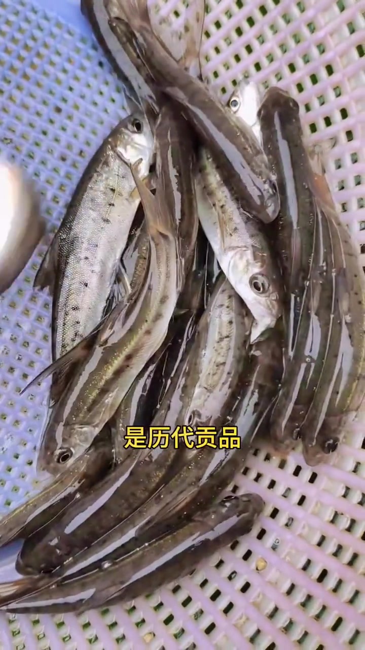 齐口裂腹鱼苗又叫雅鱼苗,细鳞鱼,洋鱼。四川裂腹鱼苗养殖基地细甲鱼苗5-10公分 冷水鱼 山