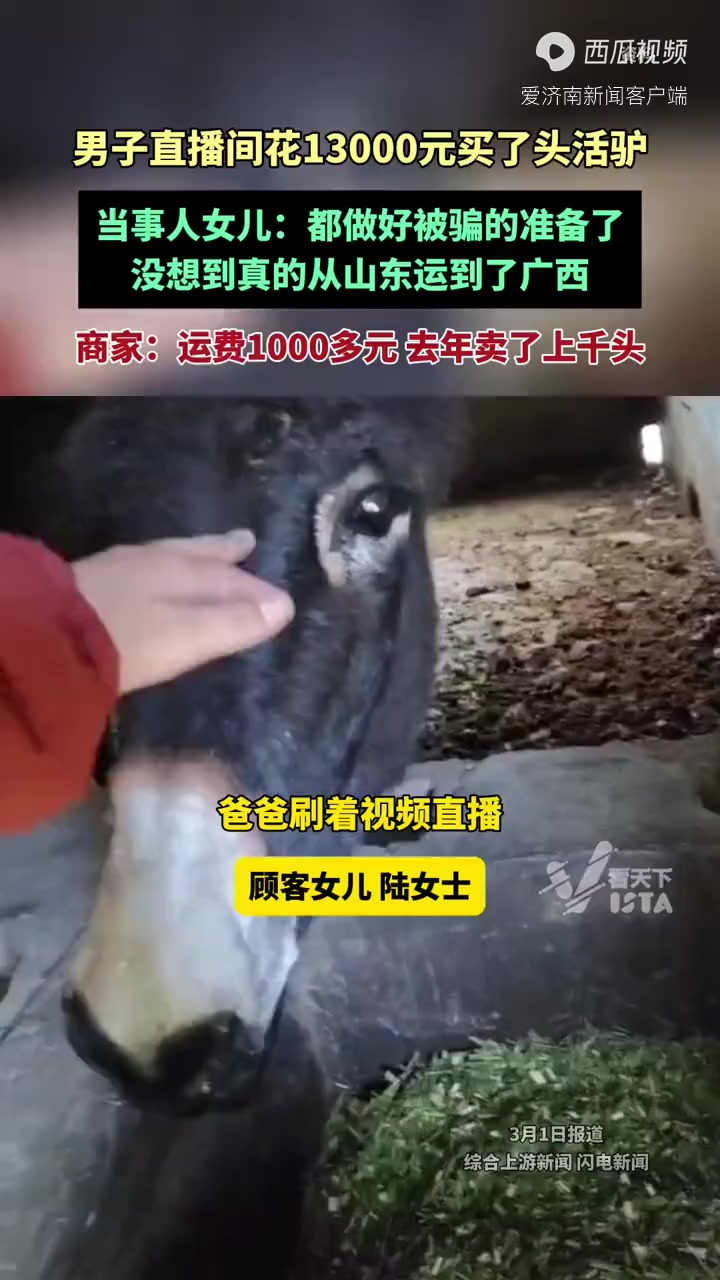 直播间万元买头活驴,从山东运到广西!商家:去年卖了上千头