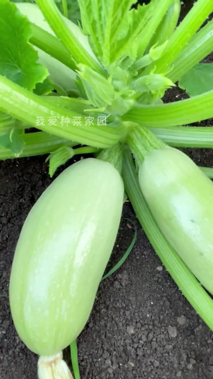 西葫芦是个懒人菜,自己种简单又高产 种植的乐趣 蔬菜种子 我的菜园子 种菜小技巧 星花怒放