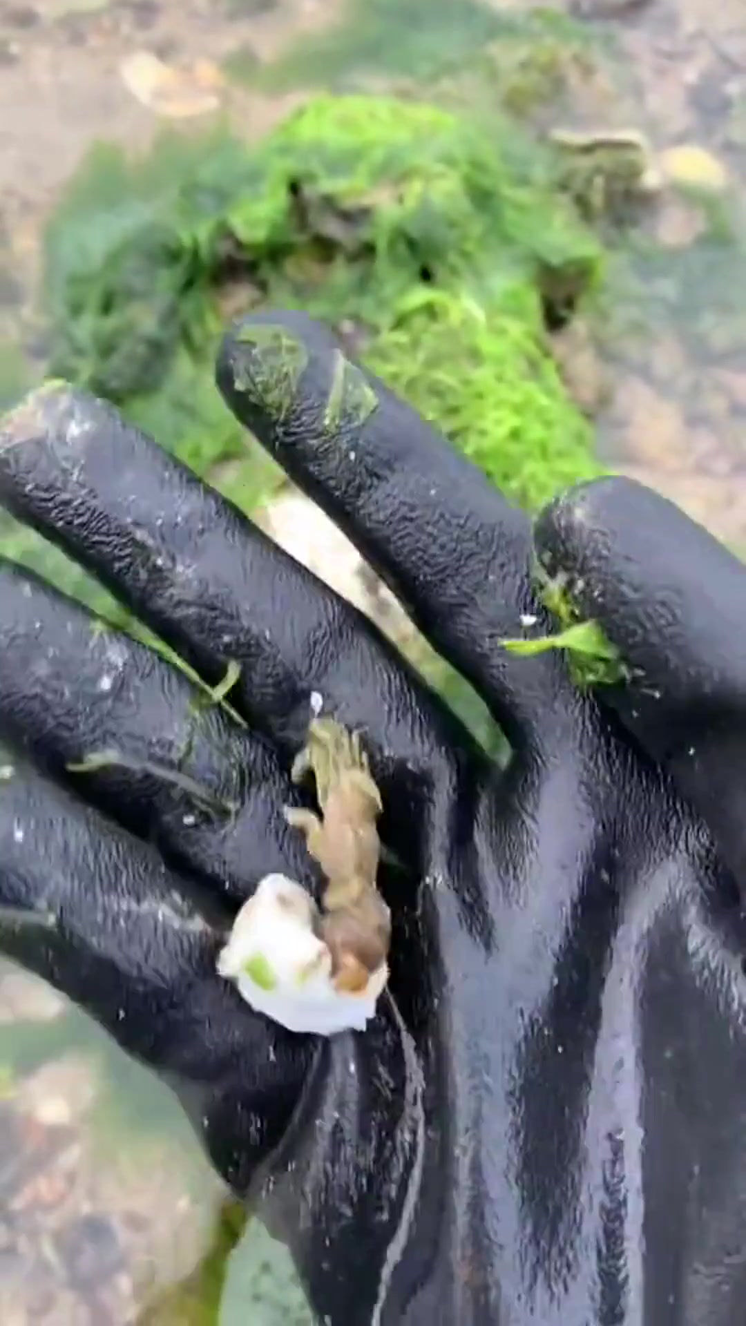 富贵今天又碰到小龙虾群,后面还抓了好多鱼