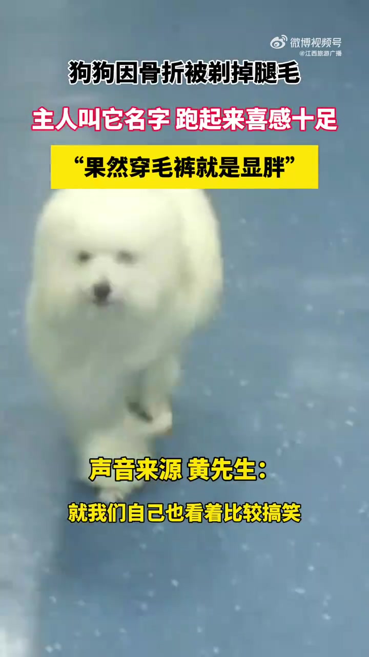 狗狗因骨折被剃掉腿毛,主人叫它名字 跑起来喜感十足,“果然穿毛裤就是显胖”