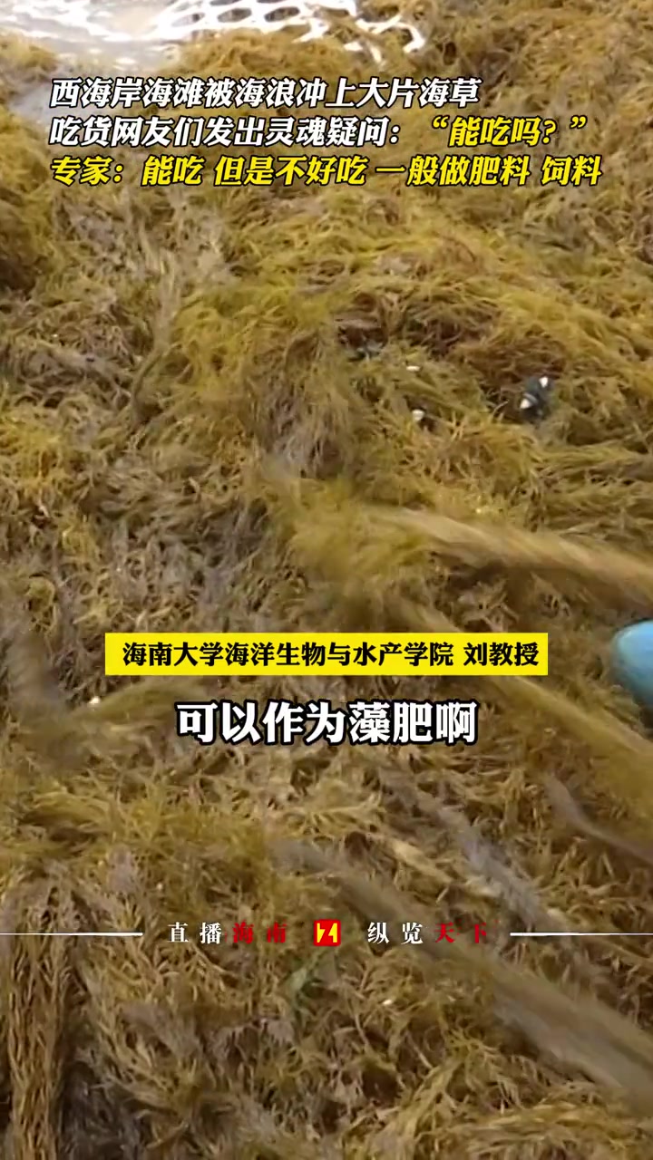 “能吃吗?”海口西海岸沙滩被海浪冲上大片海草,专家:能吃,但一般做肥料!