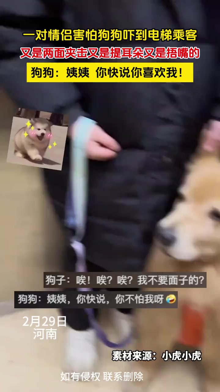 一对情侣害怕狗狗吓到电梯乘客,又是两面夹击又是提耳朵又是捂嘴的,狗狗:姨姨 你快说你喜欢我
