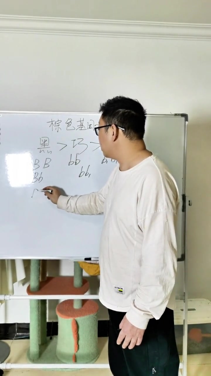 渐层系基因搭配详解,一期视频讲明白 金渐层 蓝金渐层 新手养猫 科学养猫 金渐层英短