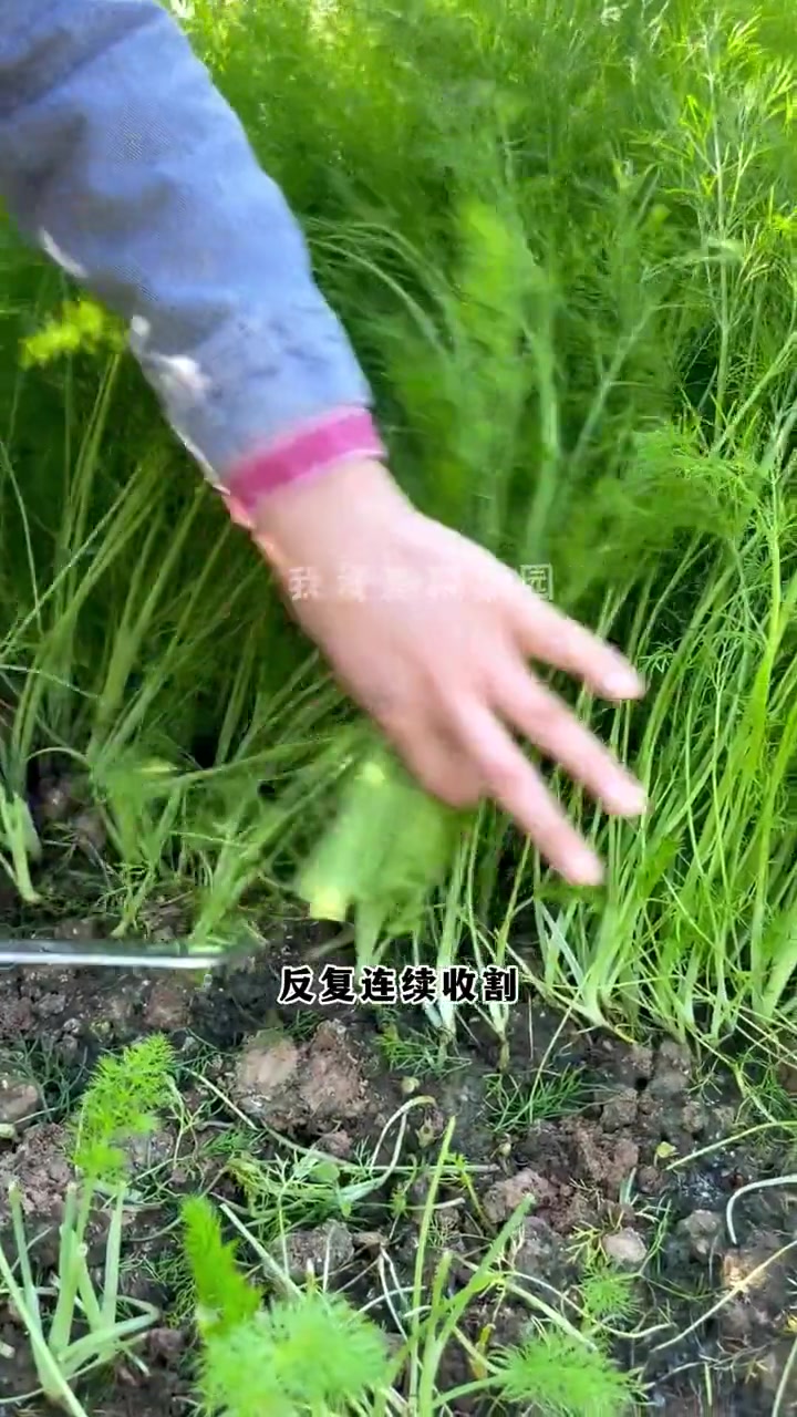 茴香要想多吃几茬,要种这个割茬茴香 种植的乐趣 我的菜园子 蔬菜种子 种菜小技巧 星花怒放