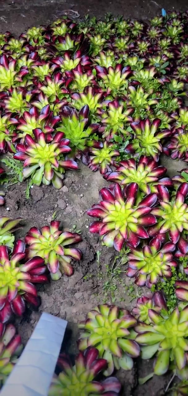 我推荐了 多肉植物莲花掌系列舞天姬大老桩,快来看看!