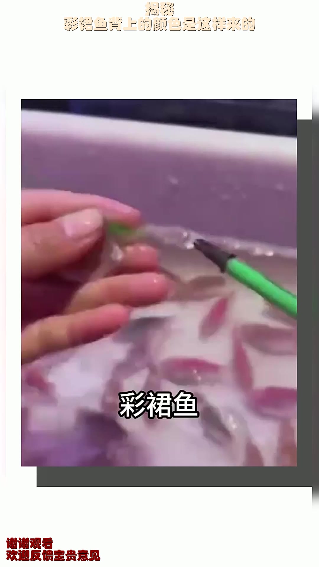揭秘,彩裙鱼背上的颜色是这样来的