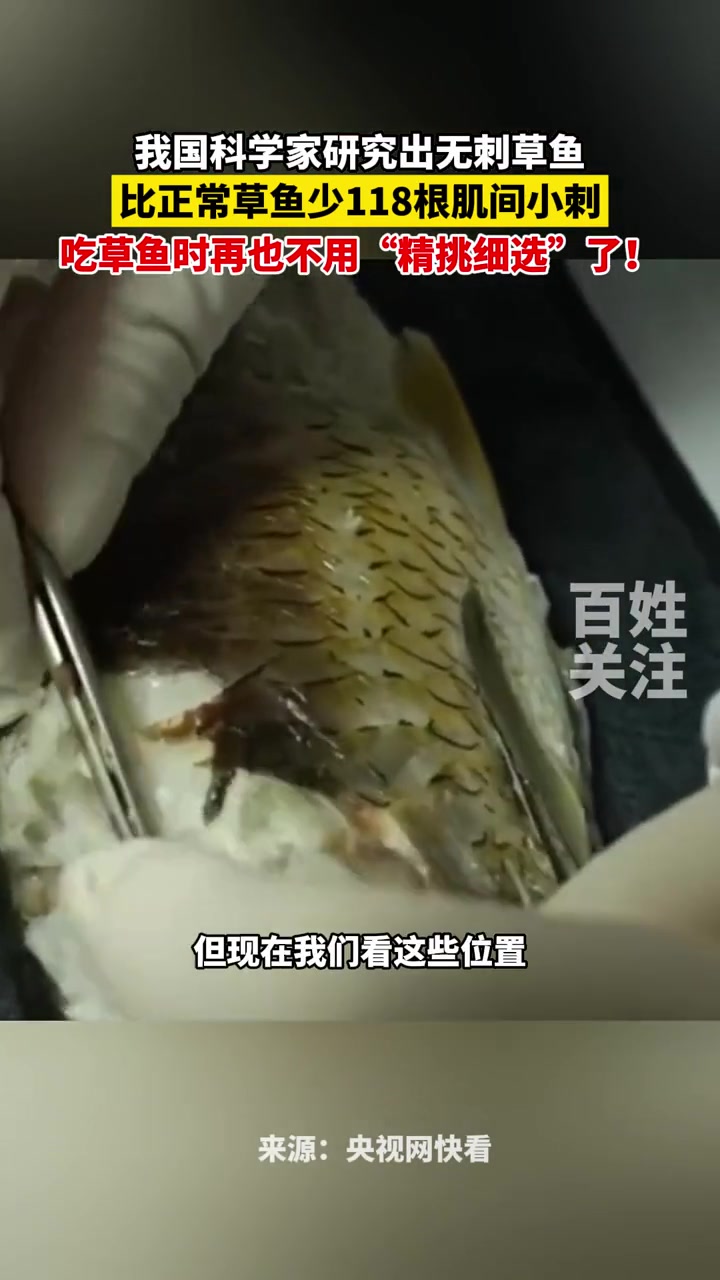 少118根肌间小刺,我国科学家研究出无刺草鱼