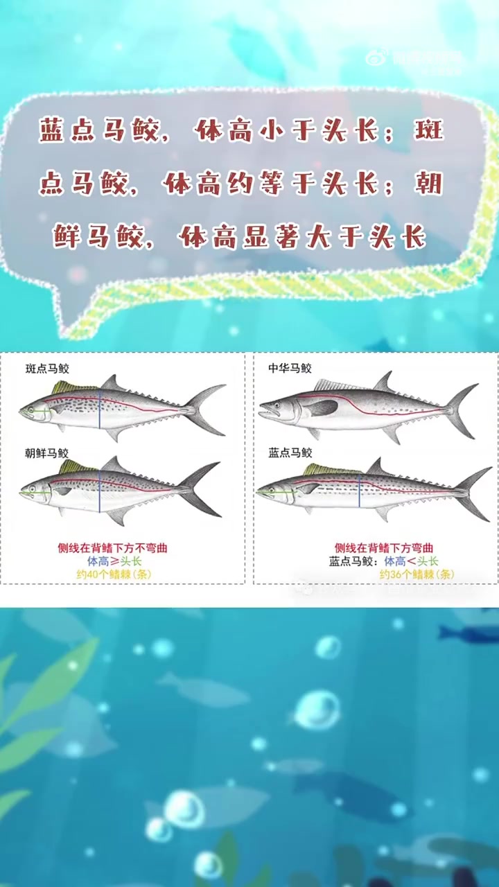 海南马鲛鱼消费提示 三亚(来源:海南市场监管)