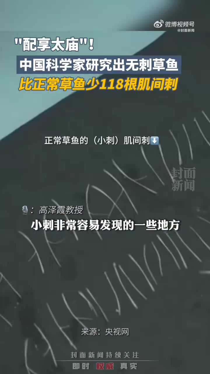 「美味不“卡嗓”!我国科学家研究出无刺草鱼」重大科研突破!继无刺武昌鱼之后,无刺草鱼也来啦