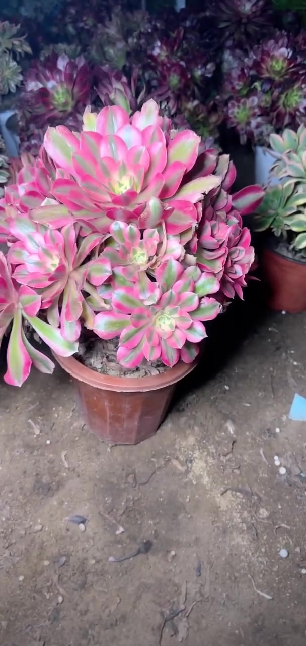 多肉央金多头,12口径盆,满58包邮宝宝们抓紧时间抢购吧!