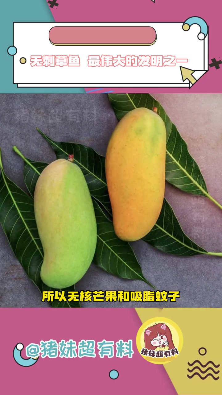 无刺草鱼都来了,无核芒果和吸脂蚊子还会远吗 科学 研究 万万没想到