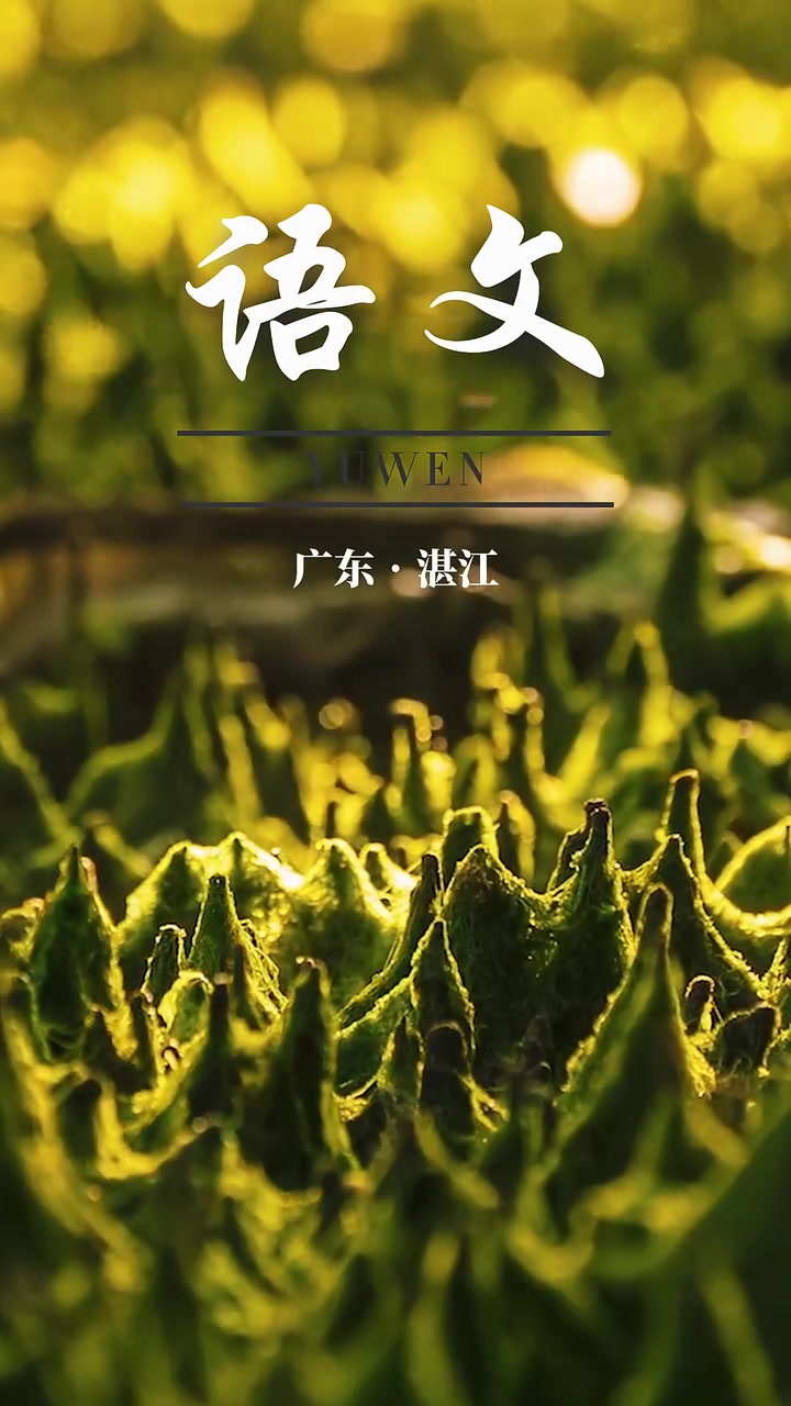 一不小心拍到了湛江的“语文课本”,适配度拉满!