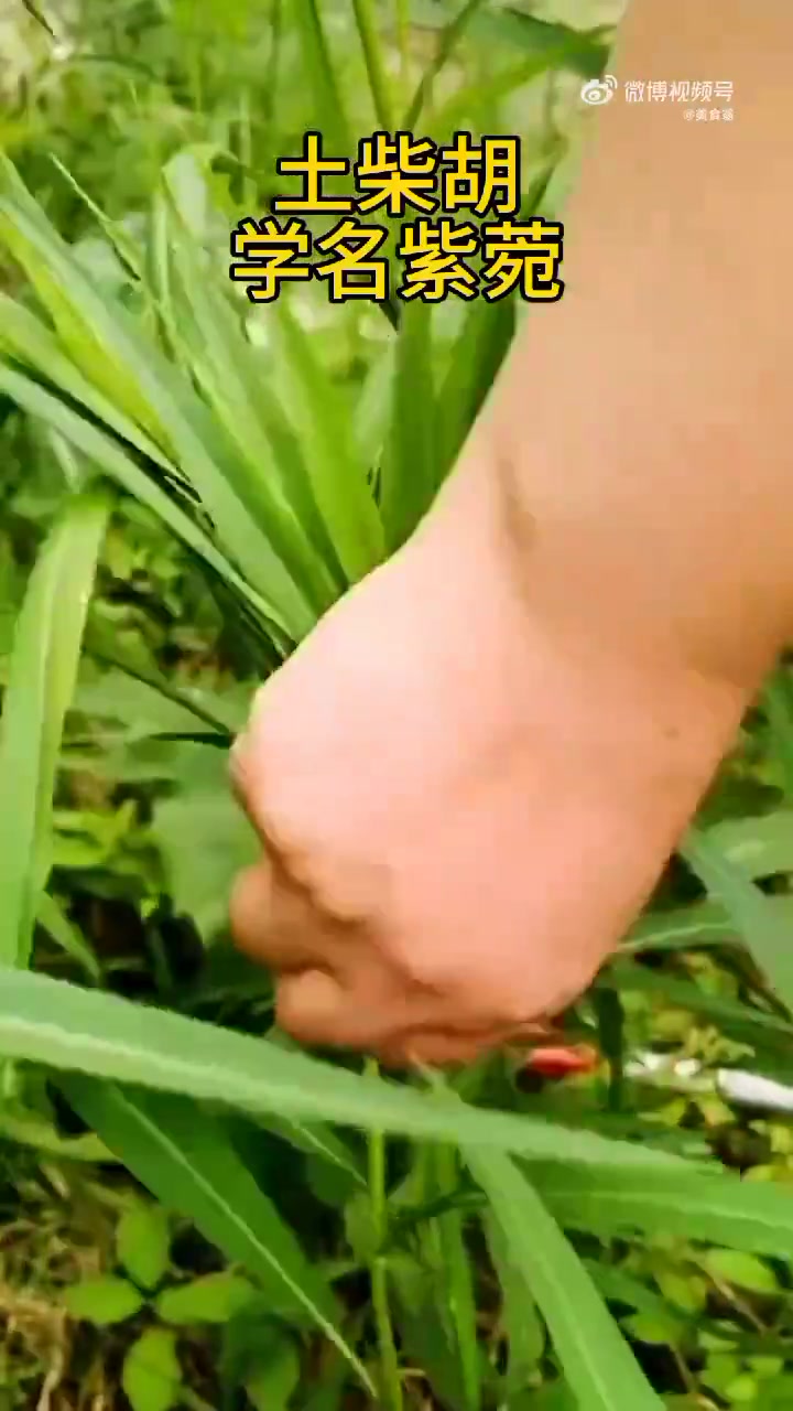 美味辽宁嘎嘎香 新时代六地辽宁杠杠滴 这就是别人不告诉你的紫碗大名鼎鼎的土柴胡,其实就是农