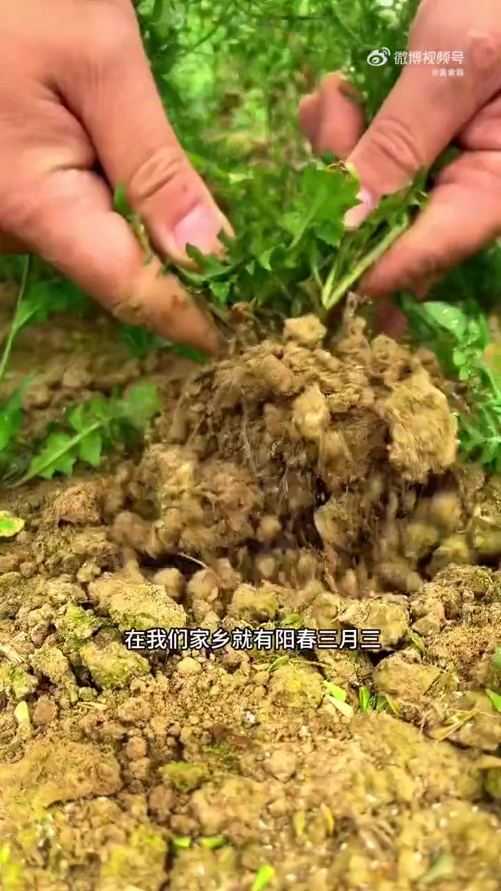 美味辽宁嘎嘎香 新时代六地辽宁杠杠滴 春天的田野里生长着这样一种植物。如果你遇到了,可别不