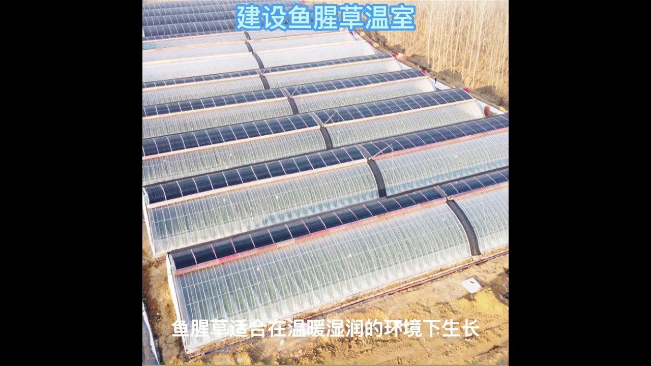 东莞万江温室大棚如何种植鱼腥草ZKWJ-01
