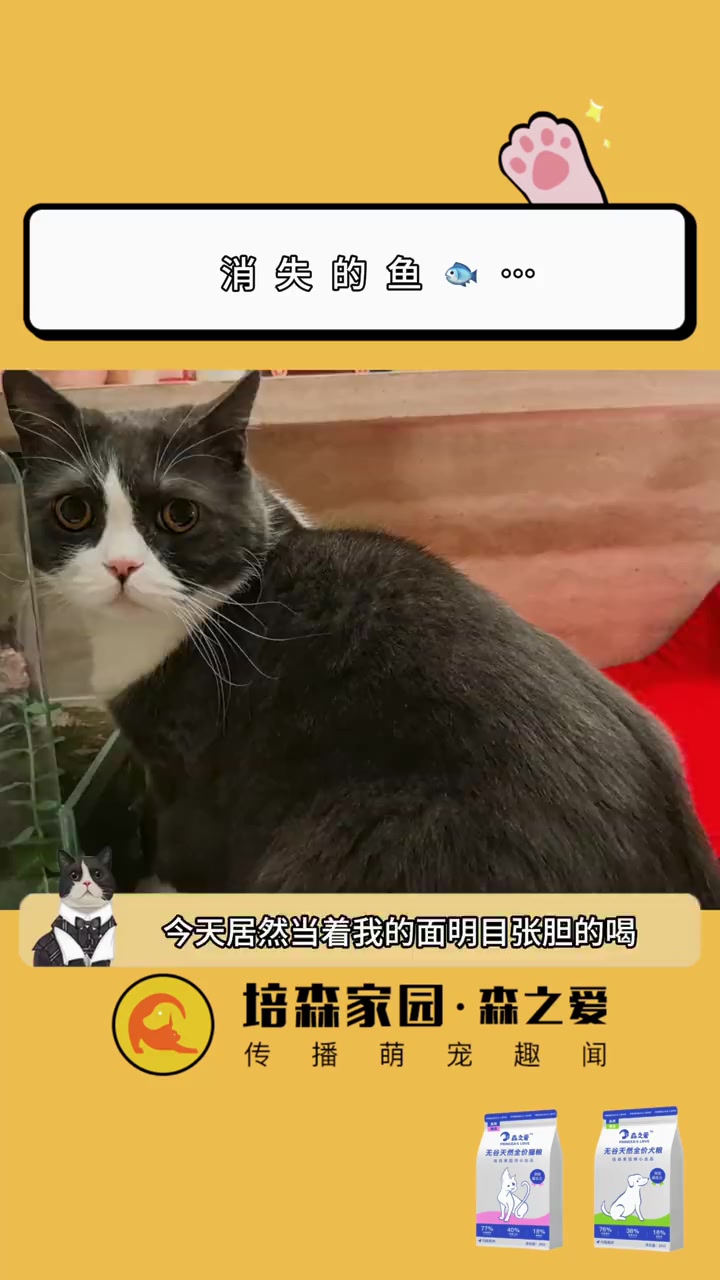 抓到一只偷吃小鱼的猫!萌萌宠记 萌宠的日常