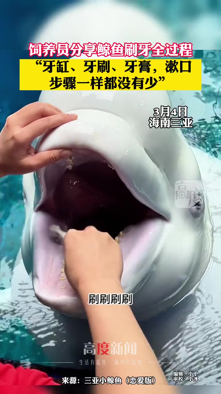 饲养员分享鲸鱼刷牙全过程