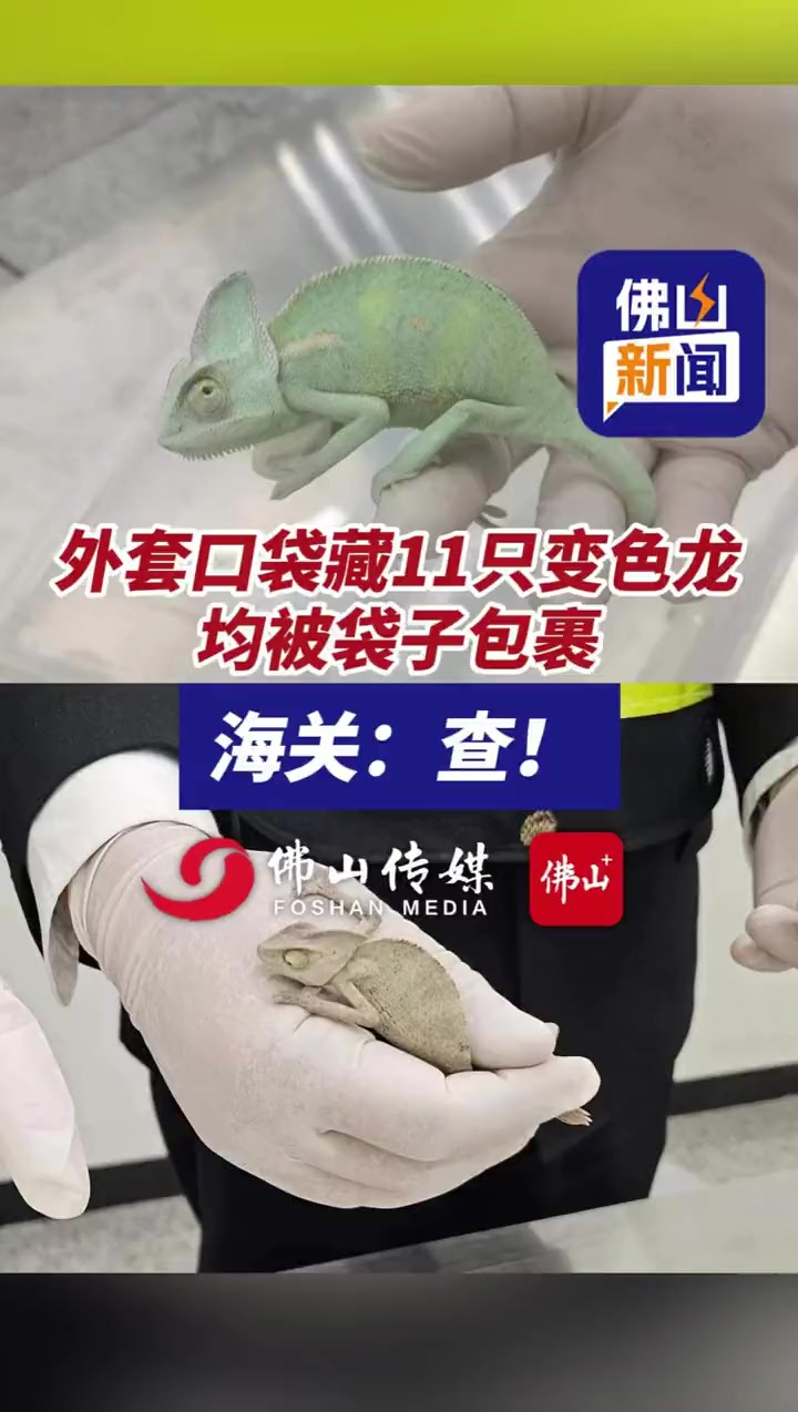 装在套子里的变色龙 深圳海关查,12只活体变色龙(编辑:小花)海关 变色龙 爬宠
