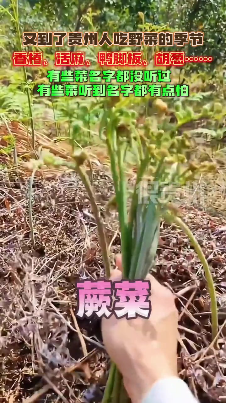 又到了贵州人吃野菜的季节,香椿、活麻、鸭脚板、胡葱……有些菜名字都没听过,有些菜听到名字都
