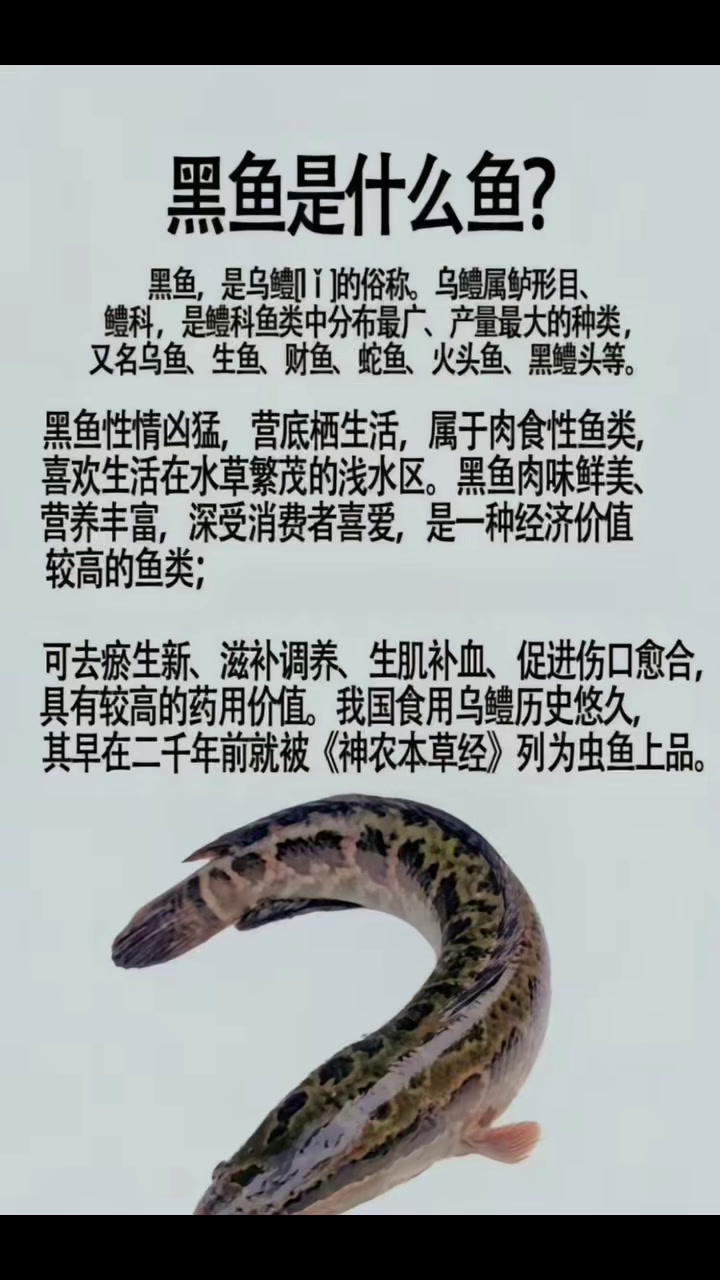 我们常说的黑鱼是什么鱼?