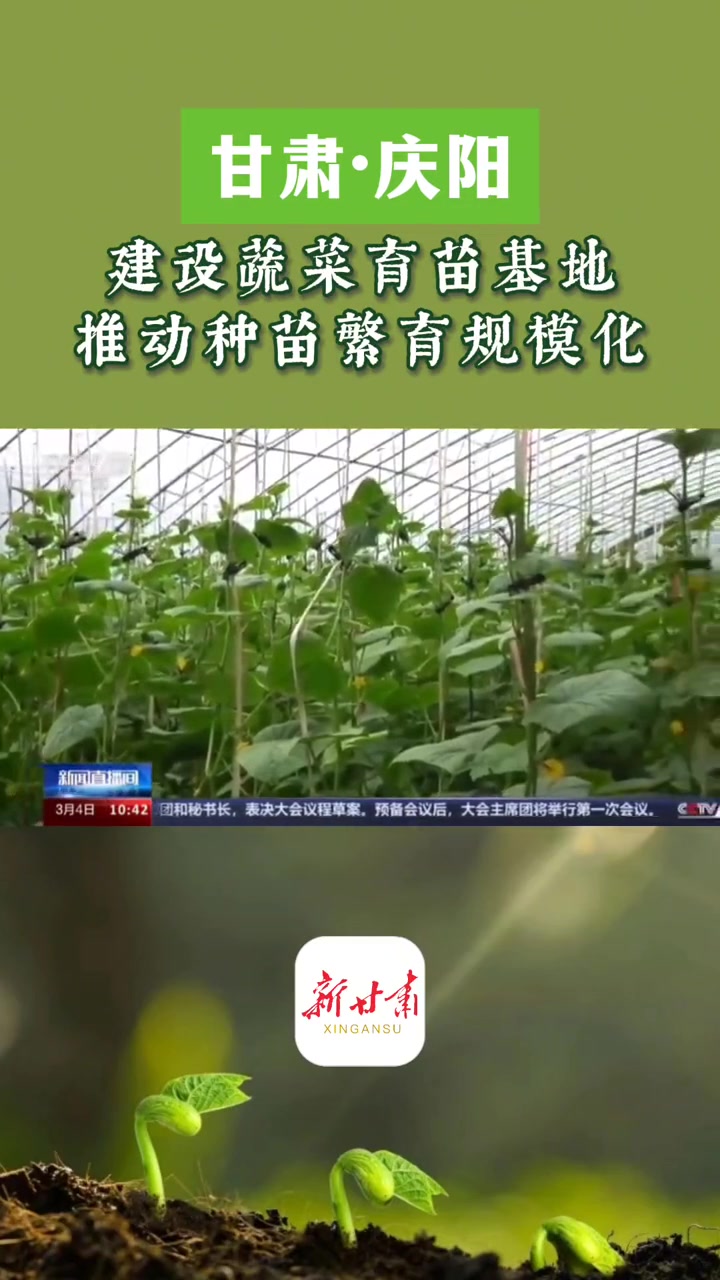 甘肃庆阳:建设蔬菜育苗基地 推动种苗繁育规模化 中央媒体看甘肃 厚道甘肃(来源:央视新闻 