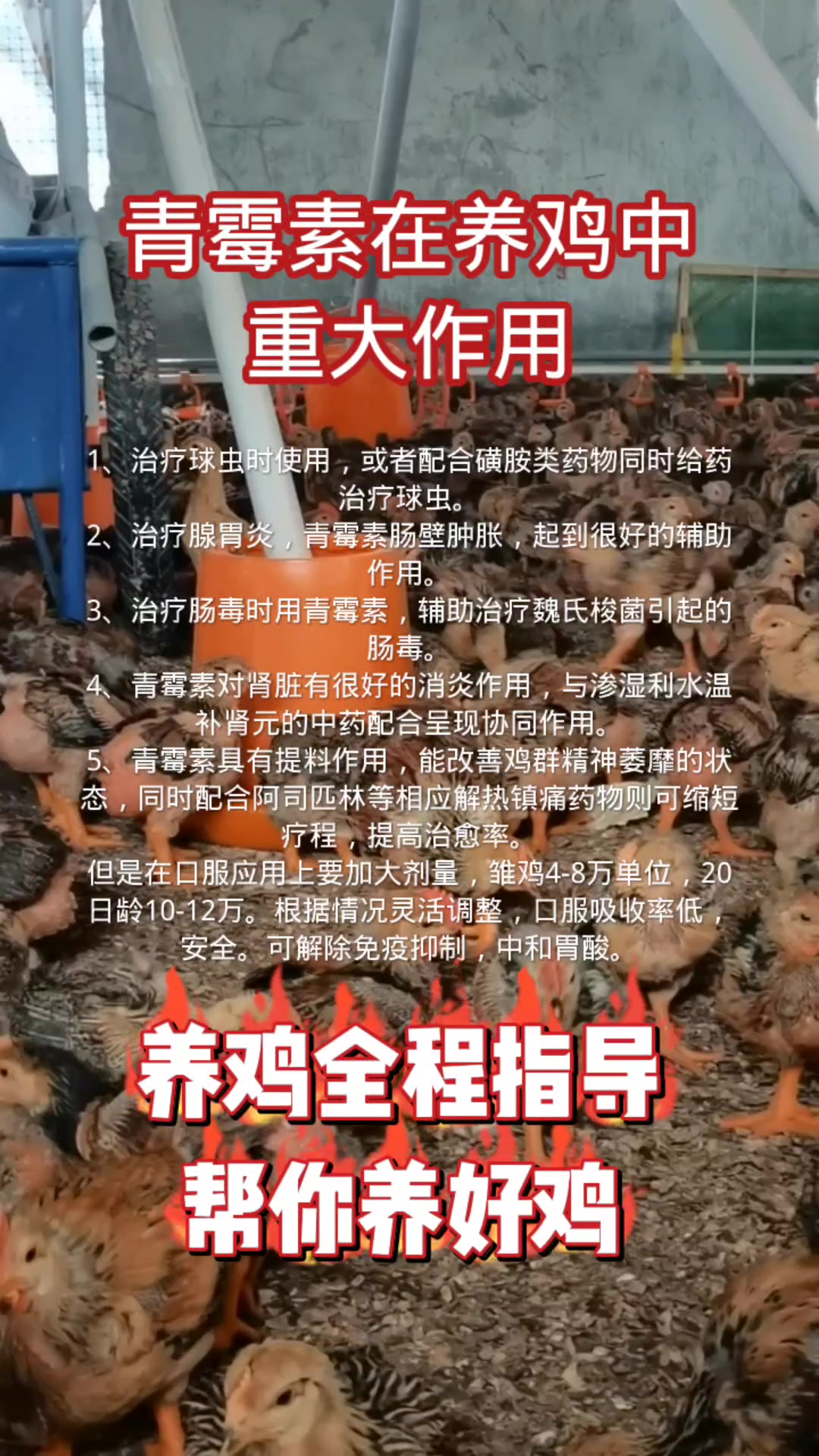 青霉素在养鸡中重大作用!