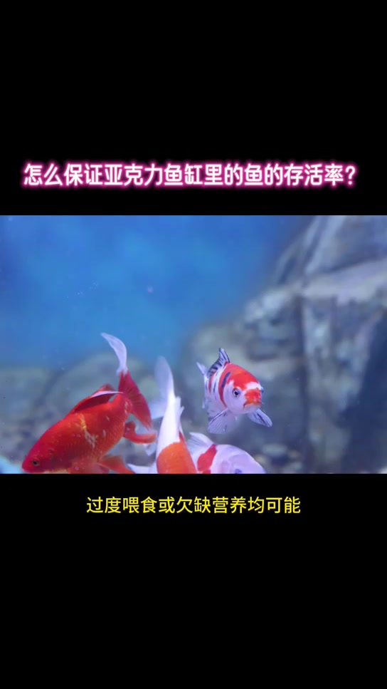 鱼缸养鱼的注意事项