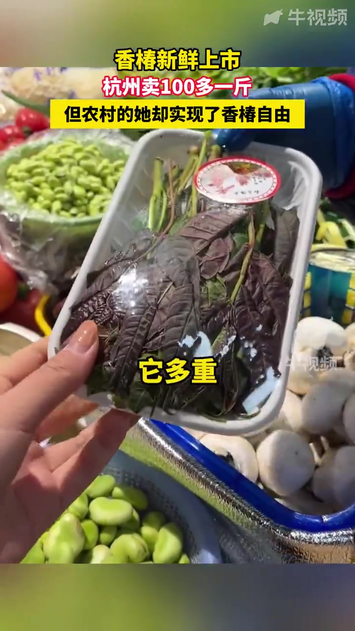 「农村的香椿自由」杭州香椿一百多一斤农村的她已实现香椿自由 3月5日,杭州。餐桌上的春天已
